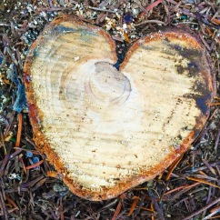 Heart stump (1)